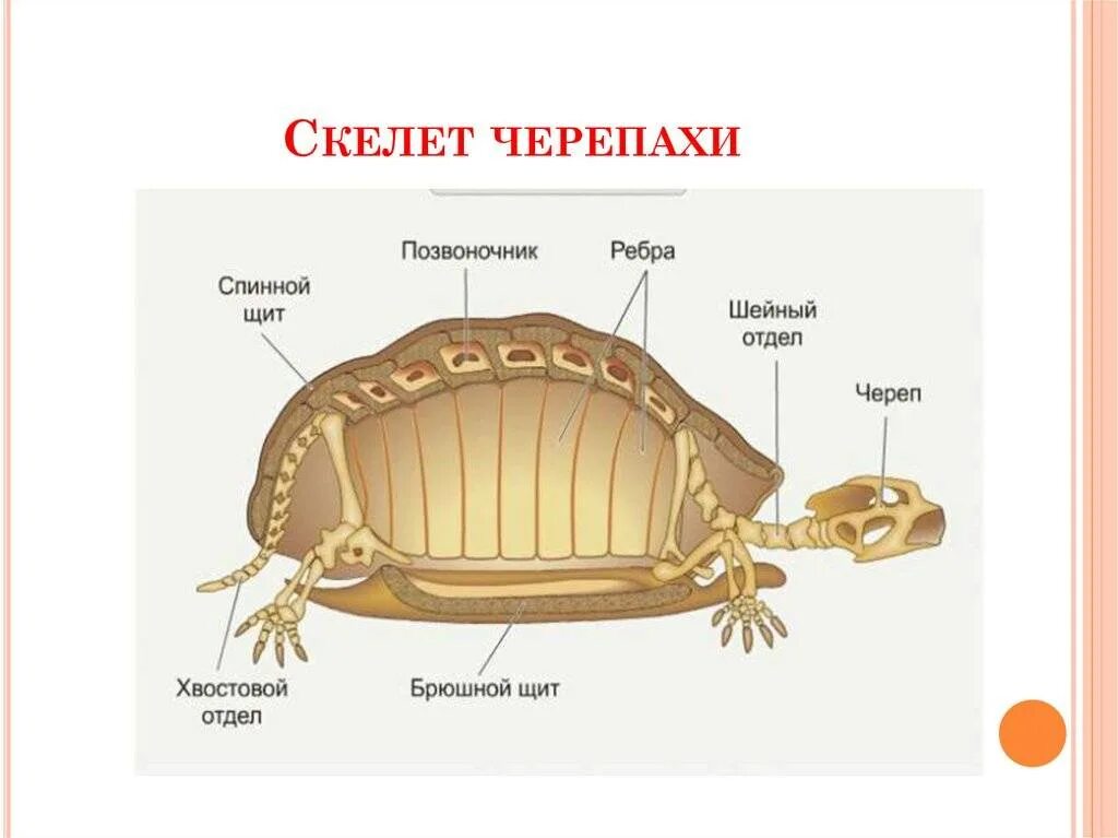 Почему панцирь является наружным скелетом