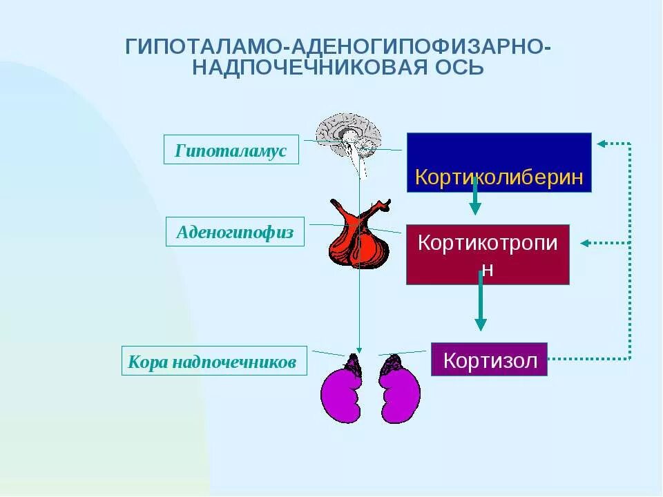 Схема работы системы гипоталамус гипофиз надпочечники. Кортизол гипоталамо-гипофизарная система.