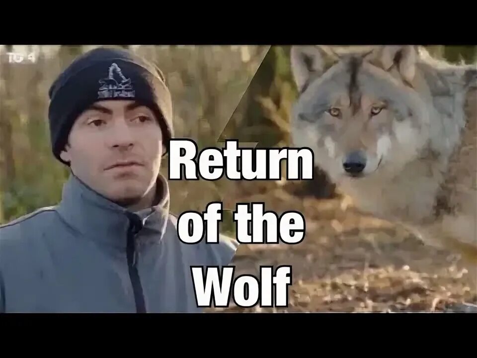 You are the wolf. The wolves are returning.