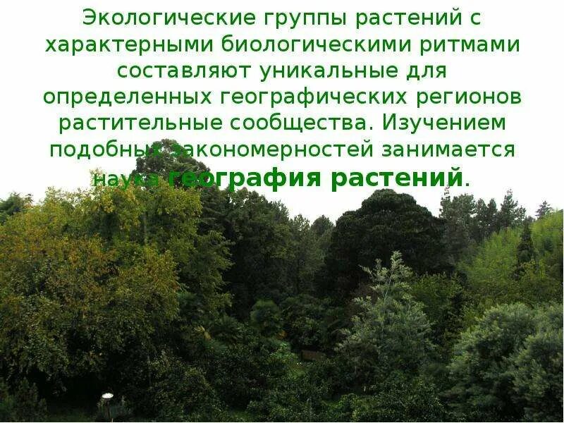 Экологические группы деревьев. Экологические группы растений. Экологические группы растений по отношению к воде таблица. Экологические группы растений по отношению к свету таблица. Экологические группы растений 6 класс.