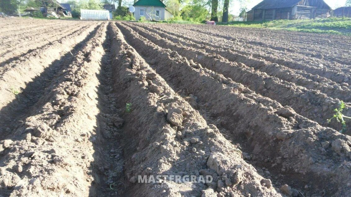 Гребневая посадка картофеля технология. Гребневый метод посадки картофеля. Посадка картофеля в гребни. Гребни на поле.