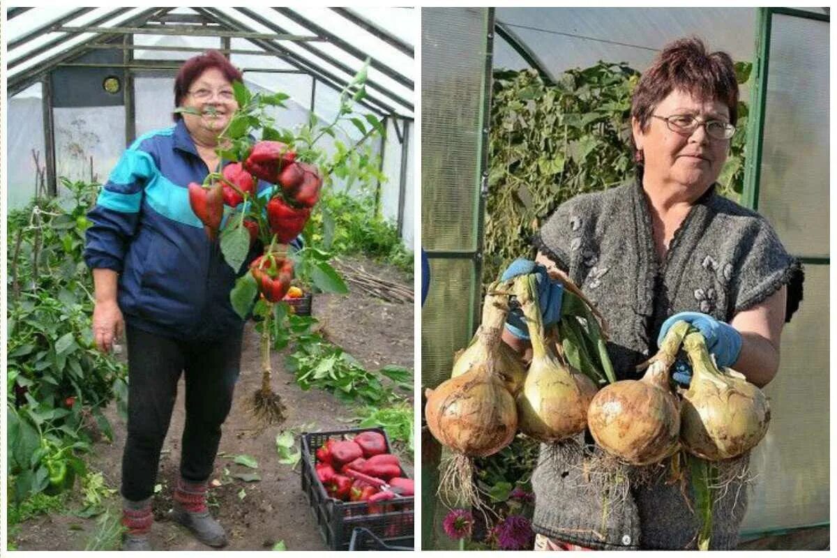 Дачник с урожаем. Хитрости для сада и огорода. Полезные советы огородникам и садоводам. Лайфхак для садоводов и огородников. Секреты урожайности