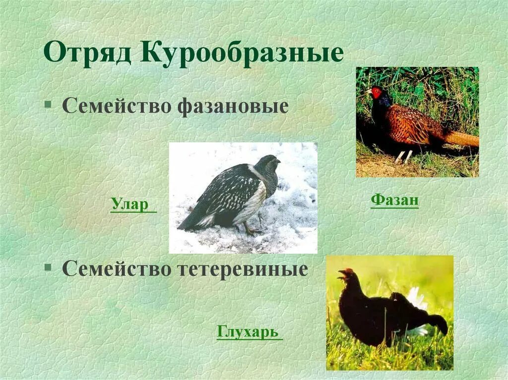 Курообразные отряды птиц. Фазановые семейство представители. отряд курообразных птиц. отряд курообразные представители. птицы семейства тетеревиных.
