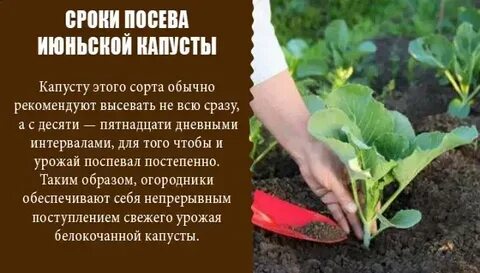 В какой день садят капусту