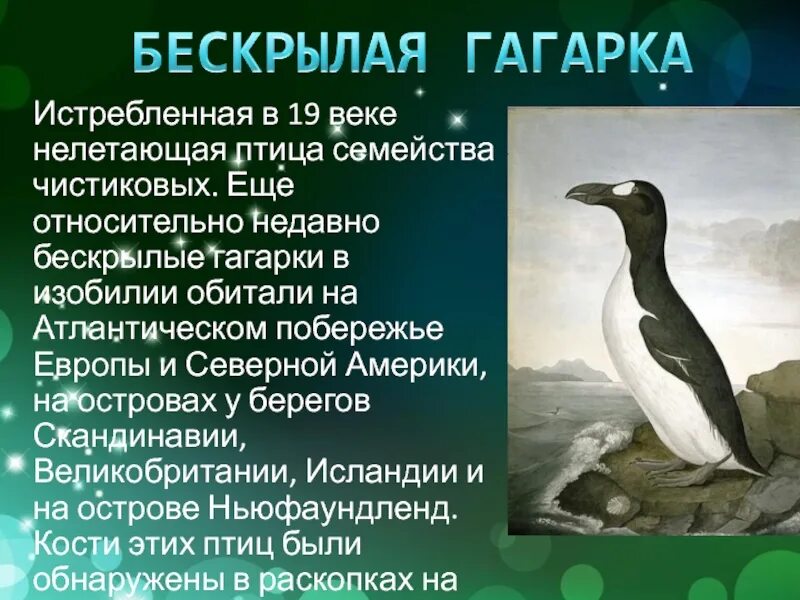 Сообщение о гагарке. Бескрылая гагарка описание. бескрылая гагарка сообщение. гагарка арктических пустынь. бескрылая гагарка птица.