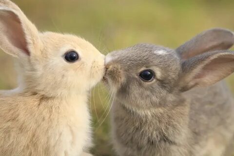 Bunny's first kiss! 