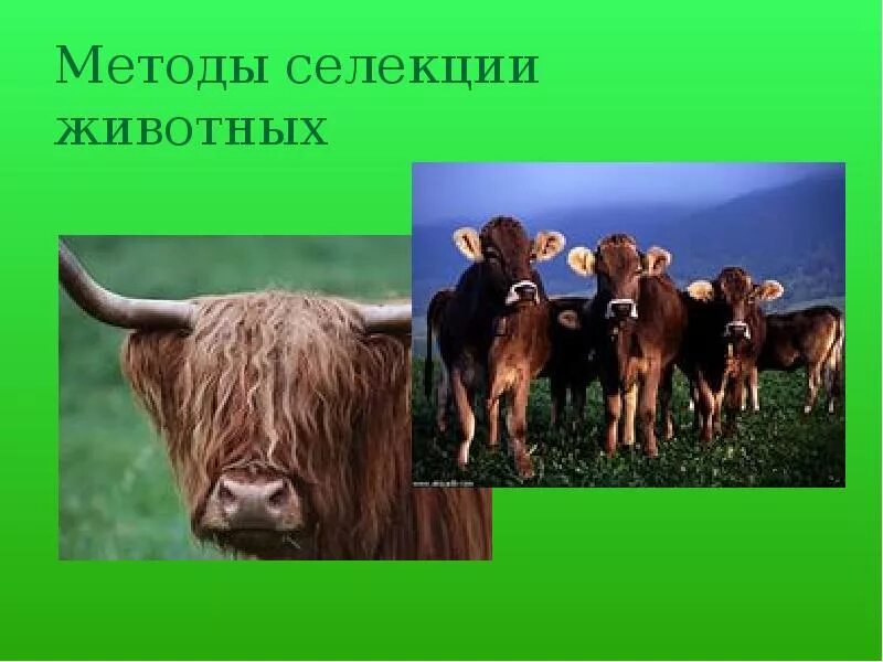 Селекции домашних животных. Селекция животных. Селекция коров. Селекция животных картинки. Самые необычные селекции животных.