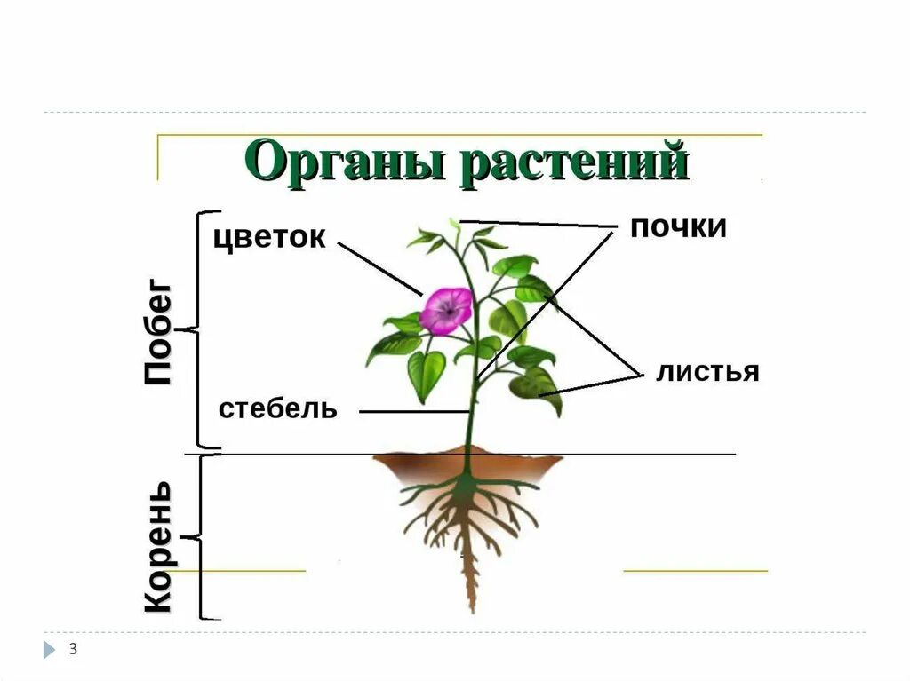 Лист и стебель как органы растения. Внешнее строение цветкового растения схема. У цветковых растений есть корень стебель листья цветки. Строение растения рисунок. Строение растений 5 класс биология.