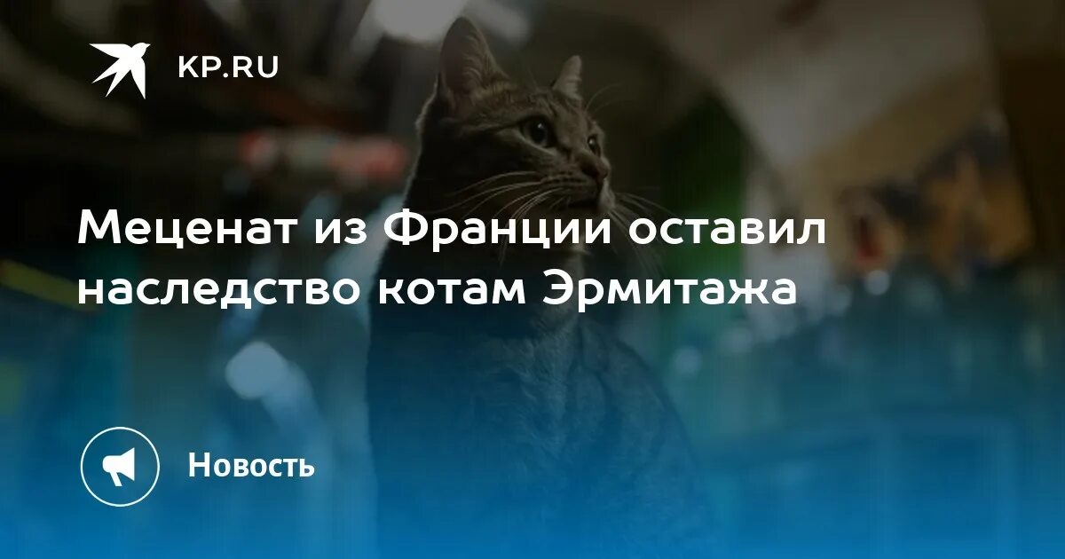 Оставил наследство кошке. Директор Эрмитажа кот. Меценат из Франции оставил наследство котам Эрмитажа фото. Эрмитажный кот. Кот юрист.