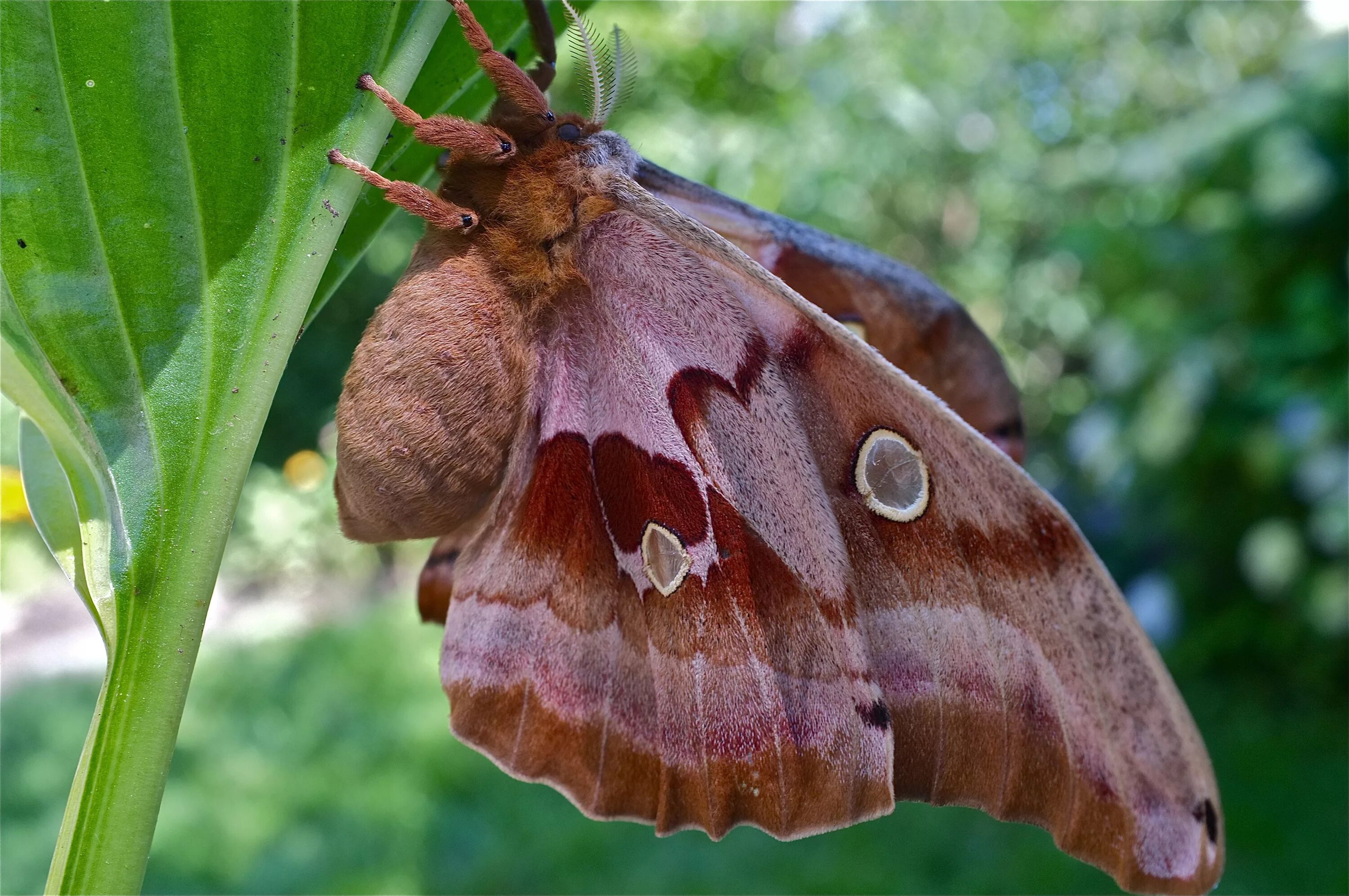 Бабочка Antheraea Polyphemus. Сатурния Полифема. Сатурния Полифема бабочка. Сатурния-Полифема (Antheraea Polyphemus). Мотылки