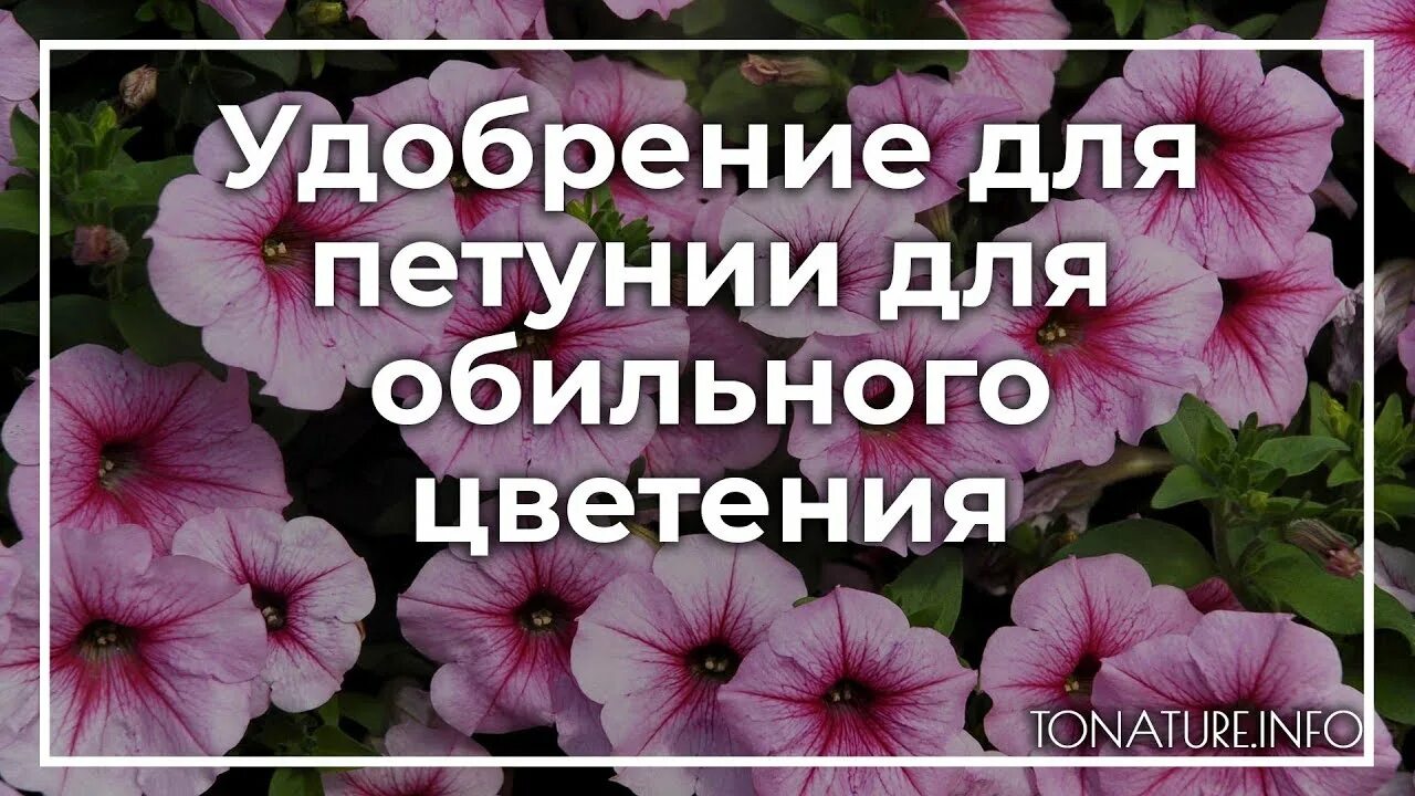 Удобрение для петуний для обильного цветения. Подкормка для петунии для обильного цветения. Петуния обильное цветение. Подкормить петунию для обильного цветения. Подкормка петунии для пышного цветения.