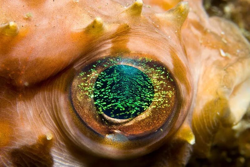 Глазки рыбок. Глаз рыбы. Рыба с глазами жемчужинами. Как устроен глаз рыбы. Эффект рыба глаз река.
