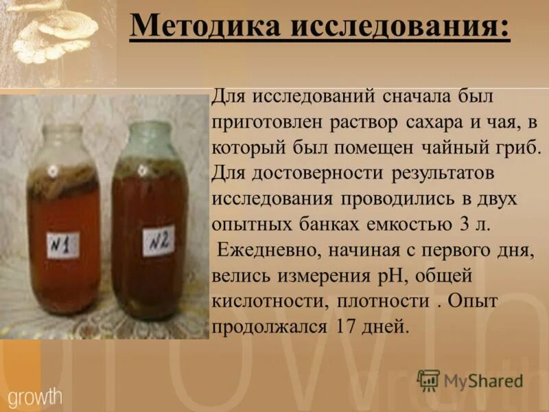 Чайный гриб. Количество сахара для чайного гриба. Раствор для чайного гриба. Чайный гриб витамины.