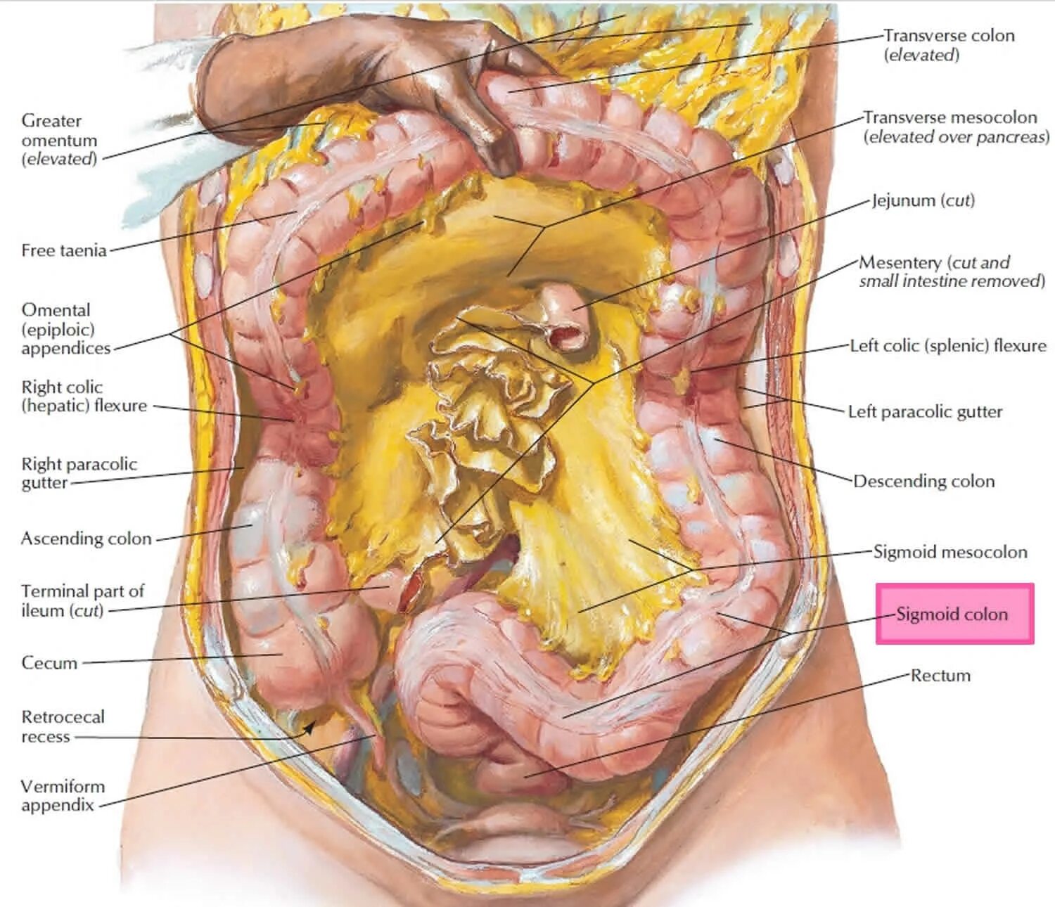 Яичники и аппендикс где находятся у женщины. Анатомия органов брюшной полости.