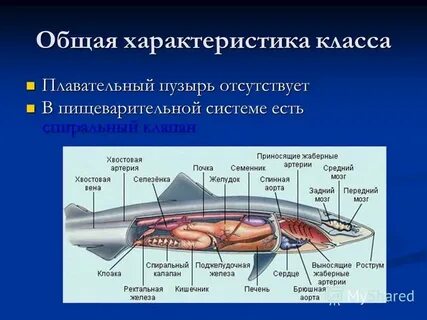 Хрящевые рыбы плавательный пузырь
