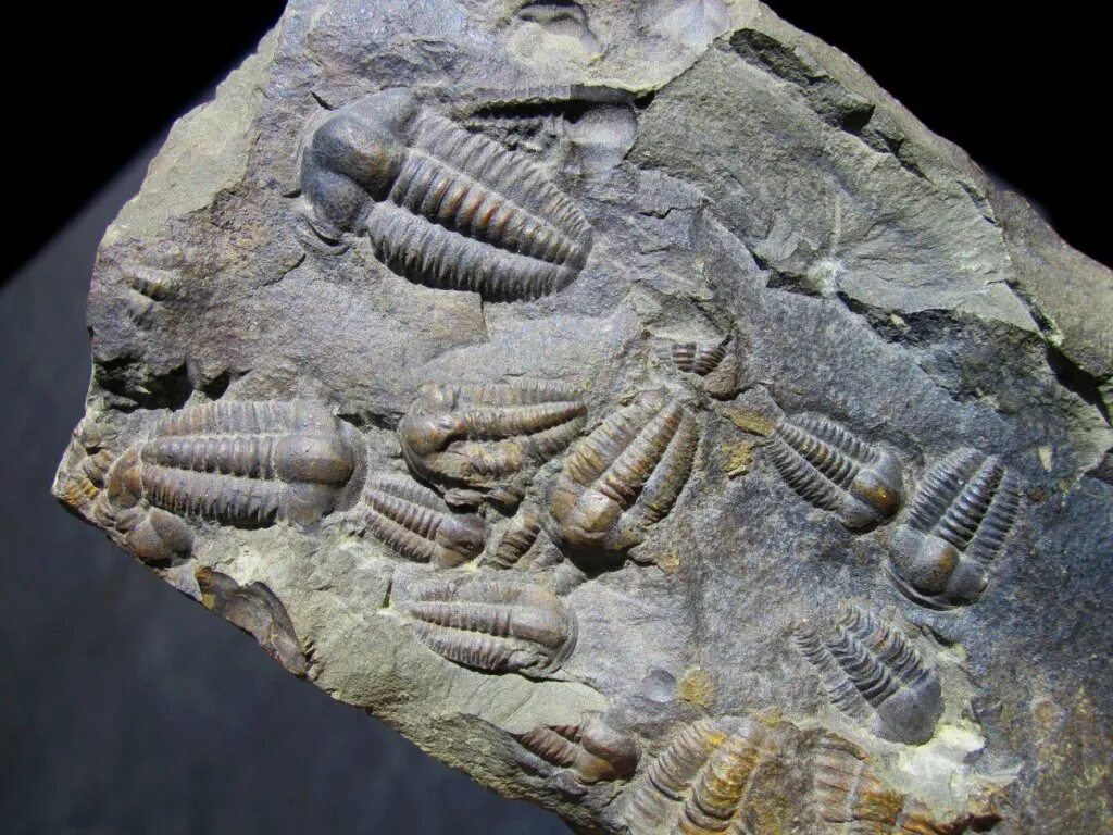 ископаемое лет. аммониты головоногие окаменелости. Fossil окаменелости. брахиоподы юрского периода. девонские трилобиты.
