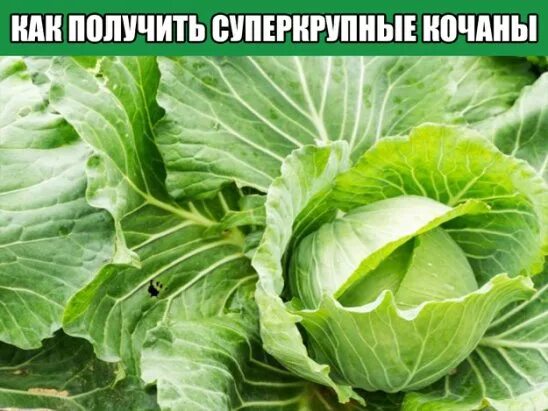 Семена Капуста б/к "Сахарная голова",0,5 гр купить в интернет-магазине по низк