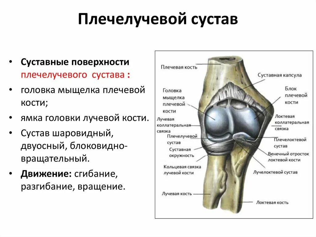 Мыщелки плеча. Локтевой сустав анатомия строение кости. Блоковидный сустав винтообразный сустав. Луче локтевой сустав анатомия. Плечевой лучелоктевой сустав.