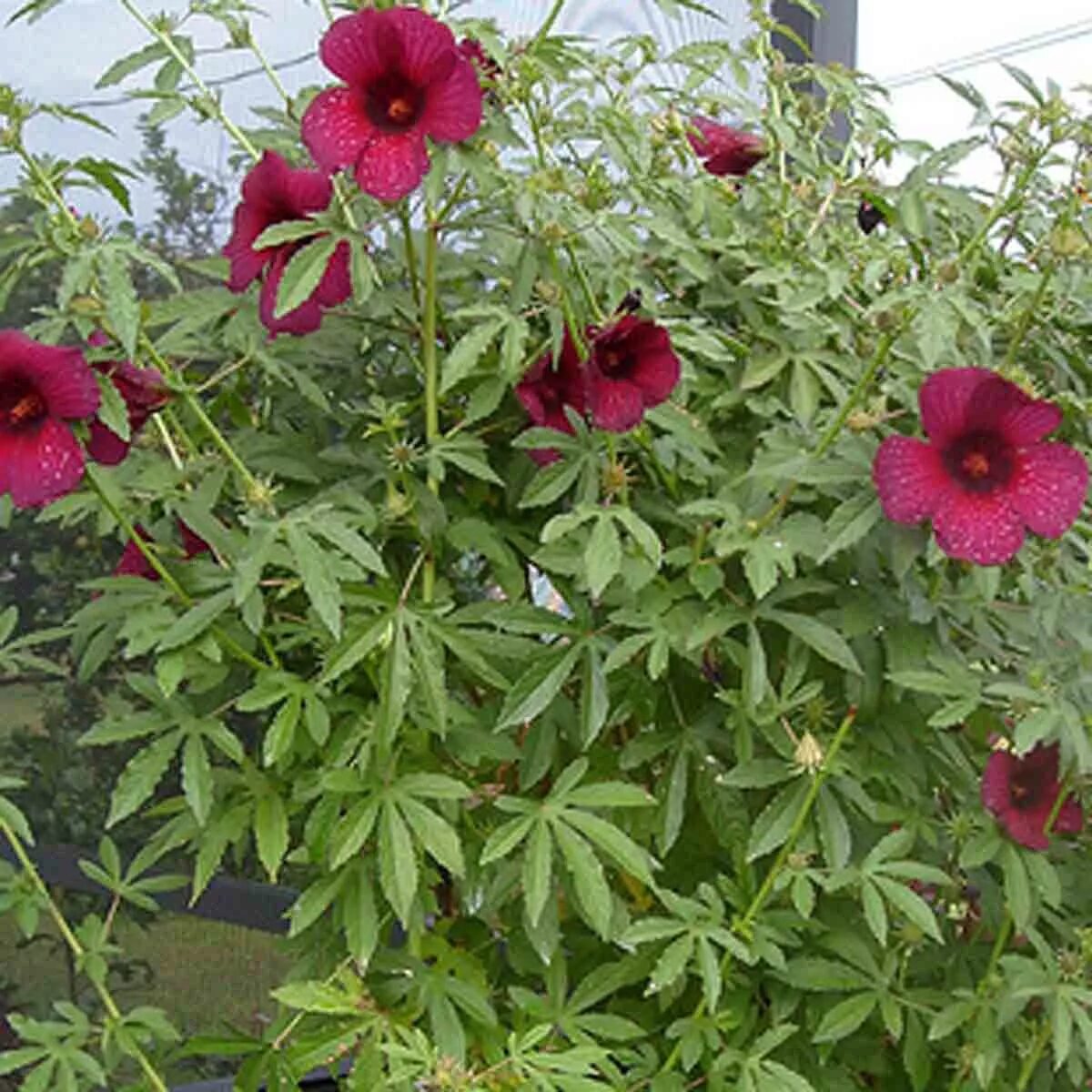 Кенаф. Кенаф гибискус. гибискус коноплевый. hibiscus cannabinus. гибискус коноплевый растение.