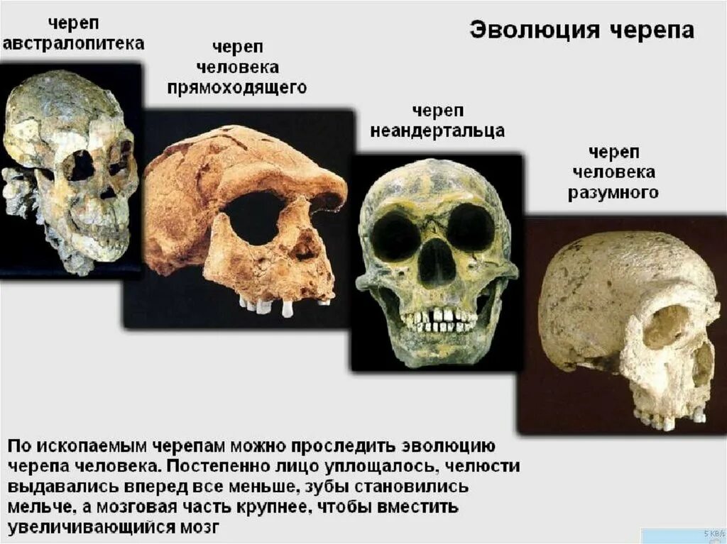 Какой тип древнего