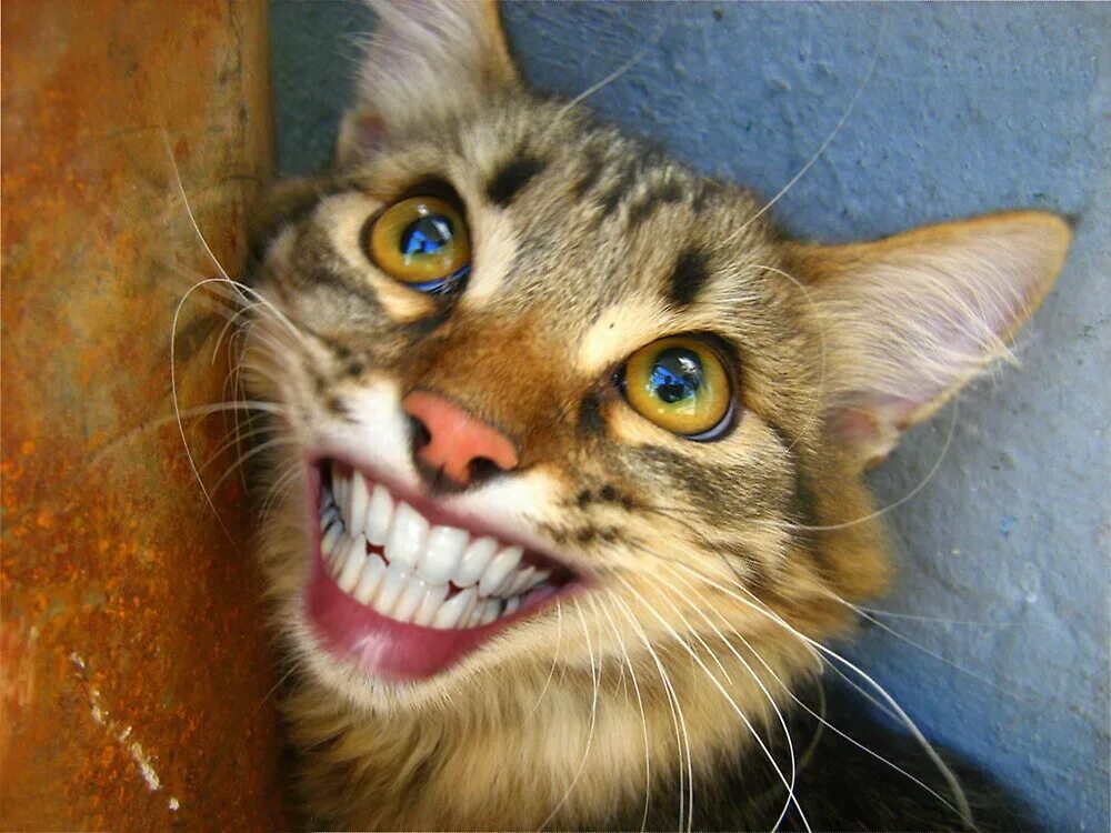 Кот улыбается. Беззубый кот. Кошка улыбается с зубами. Смешные кошки.