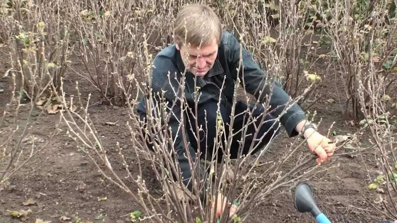 Чем полить кусты смородины весной. Весенняя обрезка смородины ранней весной. Обрезка кустарников смородины весной. Обрезанный куст крыжовника. Смородина куст.