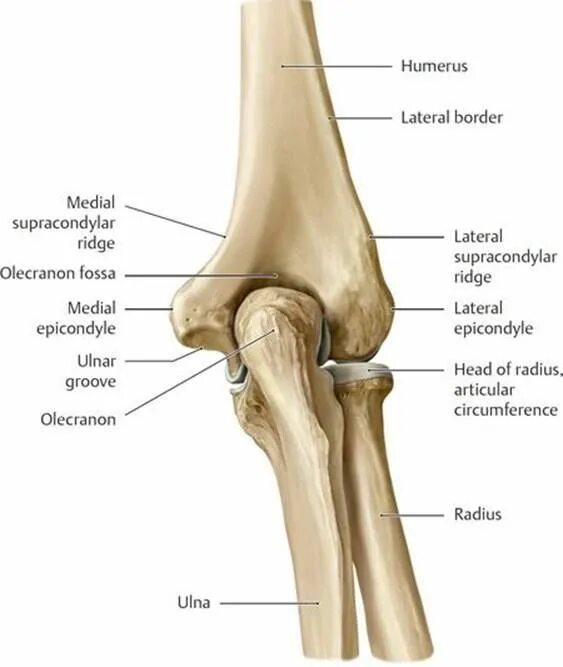 Метафиз плечевой кости анатомия. Fossa olecrani кость. Humerus анатомия. Tuberculum adductorium мышцы. Epicondylus lateralis.