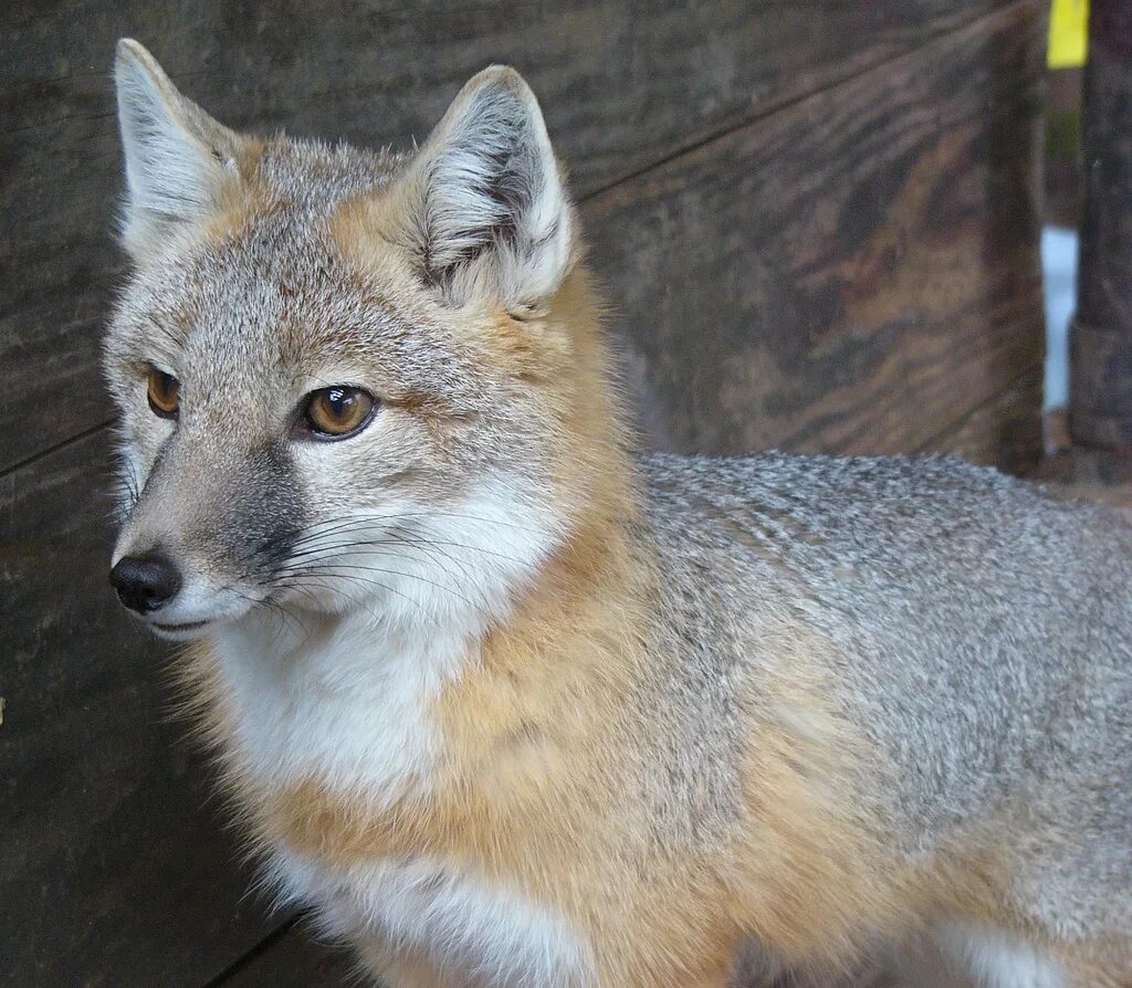 Разновидности лисов. Корсак-семейство Лисьих. Vulpes Velox. Американский Корсак. Лис американский Корсак.