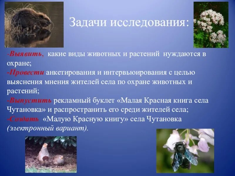 Исследовательская работа растительный и животный мир