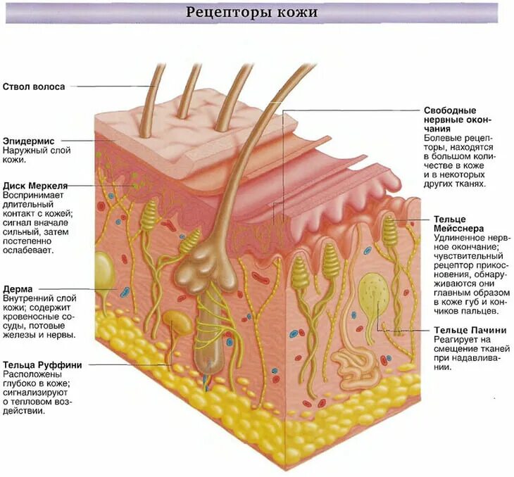 Кожно нервные. Рецепторная функция структура кожи. Схематическое строение рецепторов кожи. Болевые рецепторный кожи. Рецепторные окончания в коже схема.