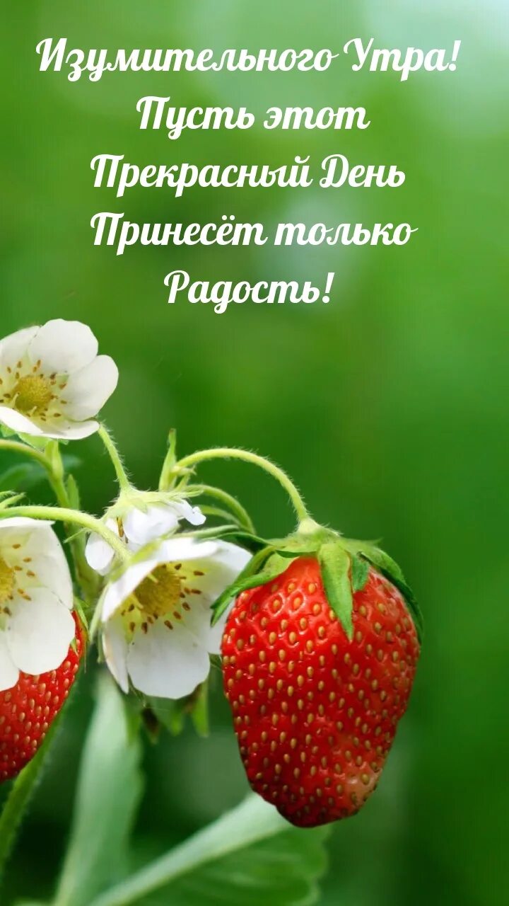 Яркие ромашки. Земляника. Лето ягоды цветы. Картинки на обои телефона июнь. Июнь телефон.