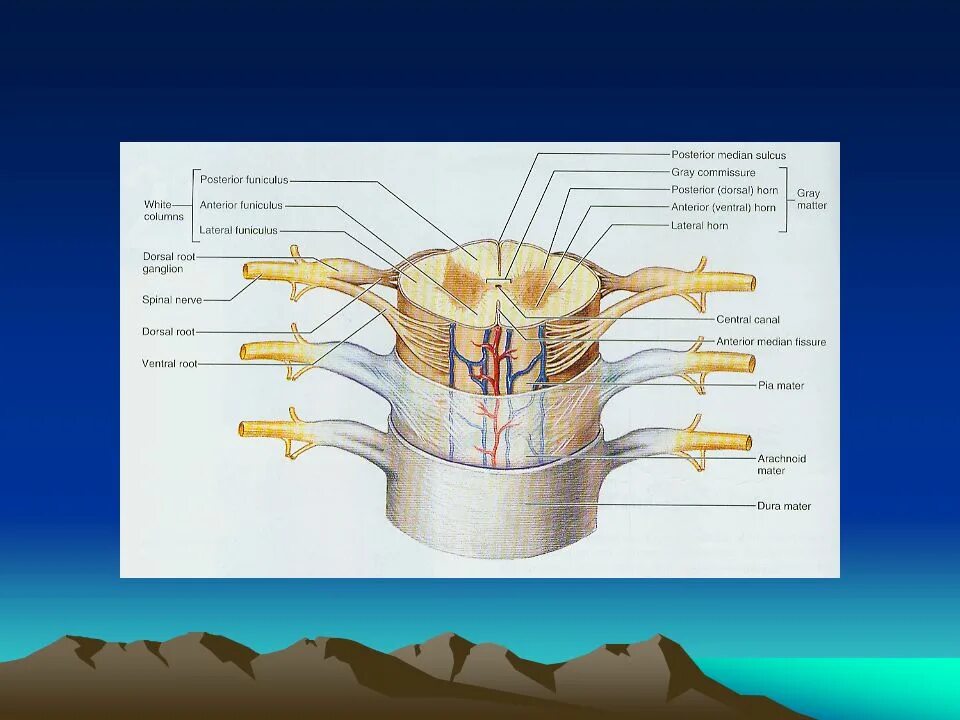 Funiculus lateralis спинной мозг. Sulcus posterolateralis спинного мозга. Передние канатики спинного мозга (funiculus anterior):. Спинной мозг рисунок.