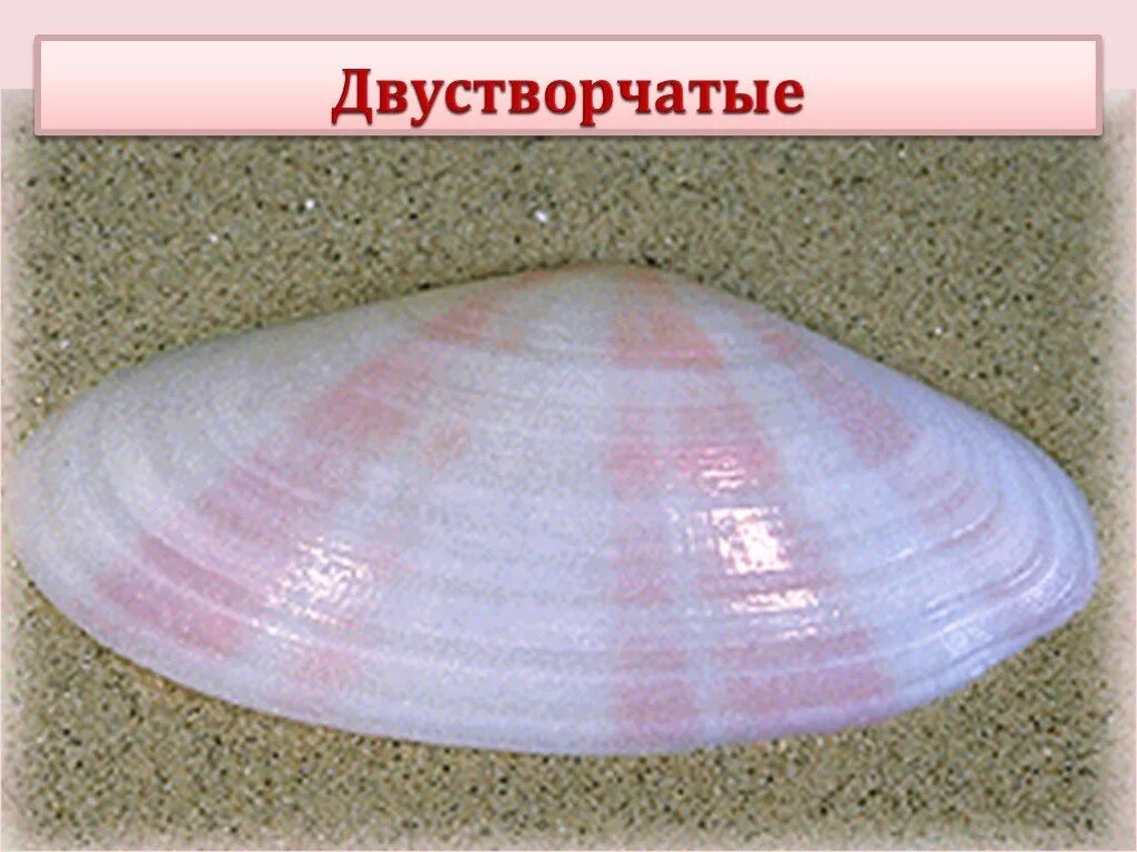 Створки ракушек. Двустворчатые моллюски радула. Окаменелая двухстворчатая раковина. Двустворчатые моллюски венерида. Двустворчатые раковина какая.