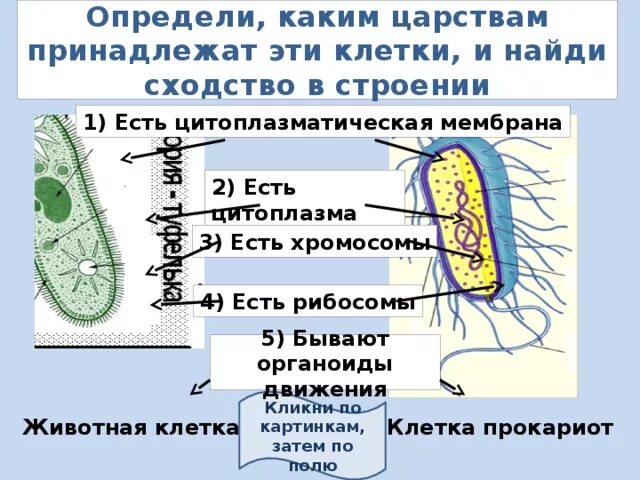 Какому царству принадлежит данная клетка