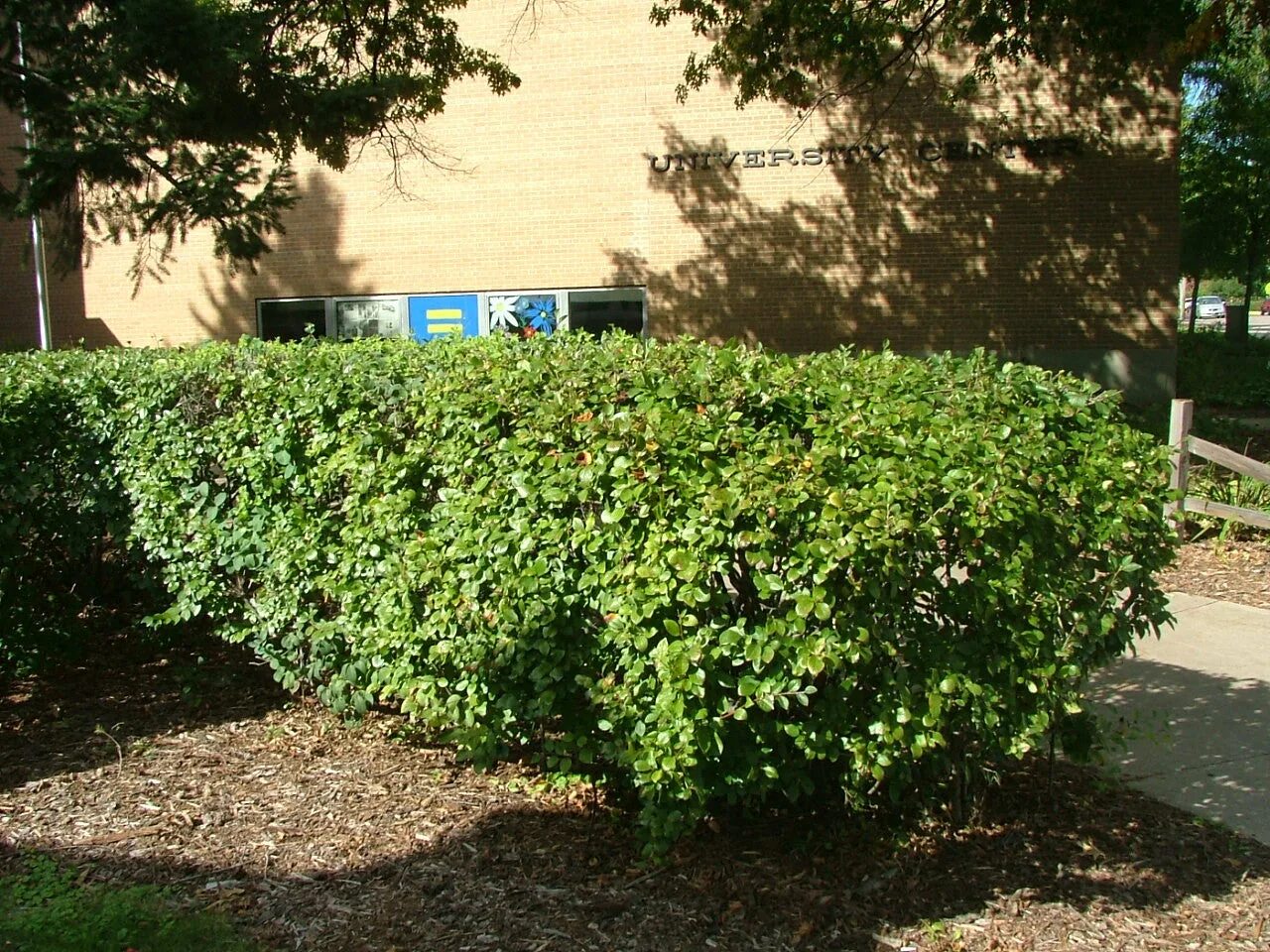 Вяз мелколистный кустарник. Ландшафтный сад ландизайн. Туя смарагд в ландшафте. Пираканта ниваки. Кусты растущие во дворе.