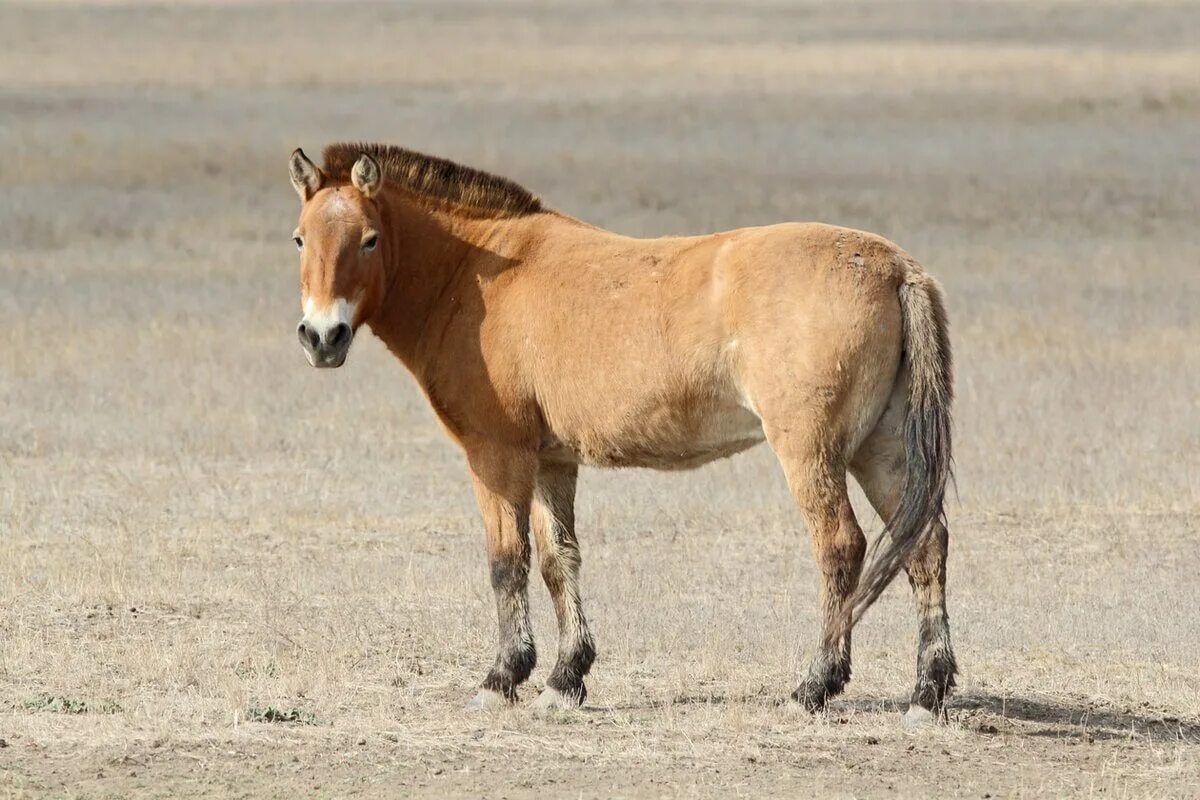 Лошадь Пржевальского. Дикая лошадь лошадь Пржевальского. Лошадь Пржевальского Equus przewalskii. Лошадь Пржевальского красная. Почему лошадь пржевальского