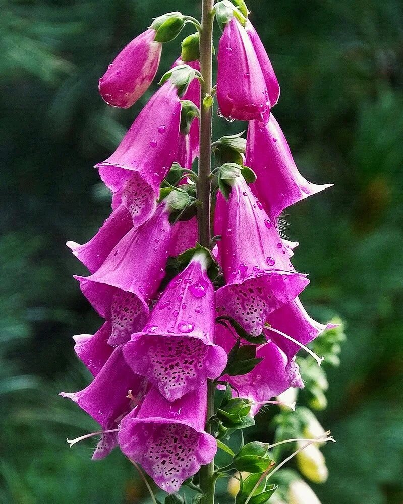 Дигиталис наперстянка. Наперстянка пурпуровая (digitalis purpurea). НАПЕРСТЯНКАНАПЕРСТЯНКА. Наперстянка Глоксиниецветная. Цветок в форме колокольчика