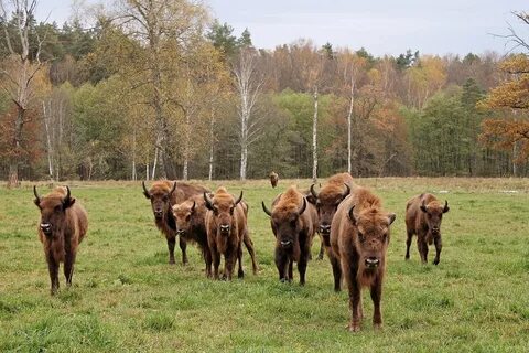 Приокско террасный заповедник находится в зоне
