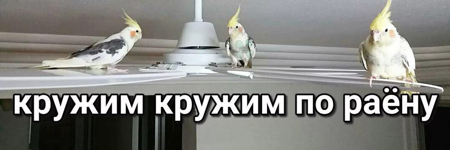 Кружим серёга. Катим катим кружим кружим. Катим катим кружим кружим. Кружим серёга. Серёга кружим клип.