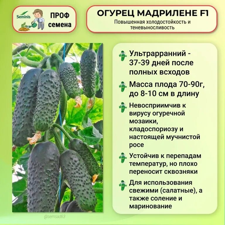 Огурцы сорт мадрилене описание. Сорт огурца мадрилене. Seminis огурцы. Мадрилене огурец описание и отзывы. Мадрилене огурец описание и отзывы.