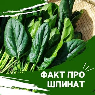 День шпината