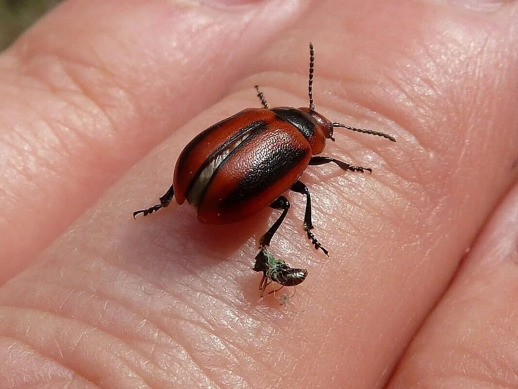 Жучок для прослушки сотового телефона. Божья коровка летает. Жучок для прослушки телефона. Gsm жучок из мобильного телефона. Установить жучки.