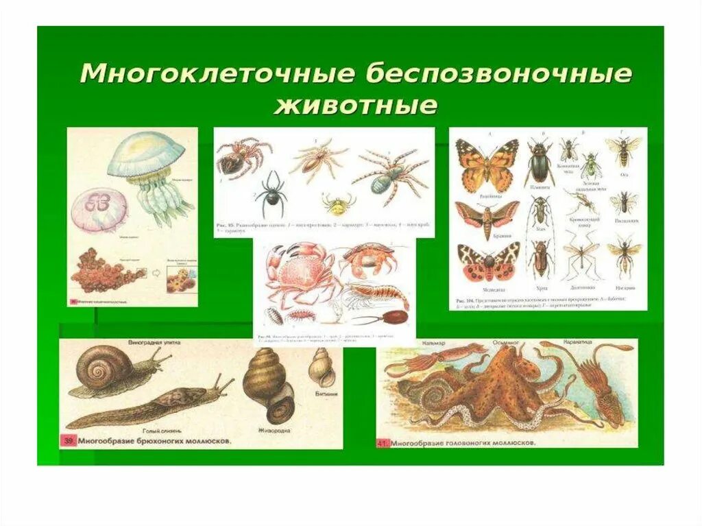 Разнообразие многоклеточных. Беспозвоночные животные. многообразие беспозвоночных животных. многоклеточных беспозвоночных животных.. многовлеточеые безпозвлнояеве.