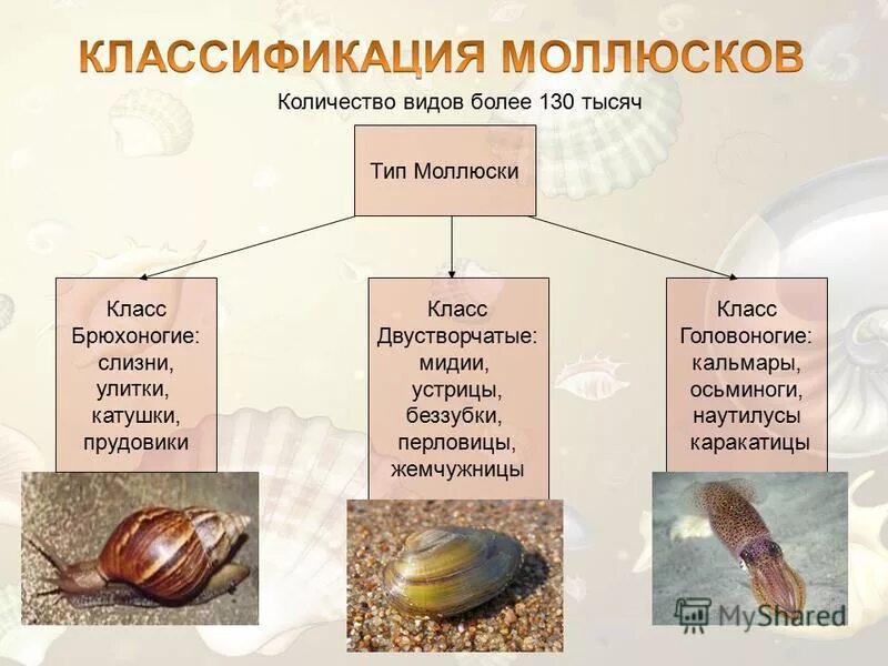 К брюхоногим моллюскам относятся прудовика