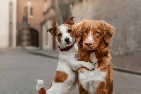 Loyal companion