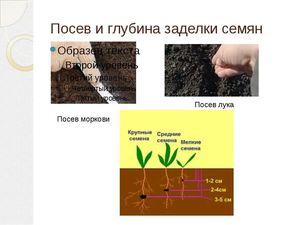 Глубина заделки семян томатов. Семена моркови глубина посева семян. Посев моркови глубина заделки. Глубина заделки семян различных растений. Глубина заделки семян моркови.