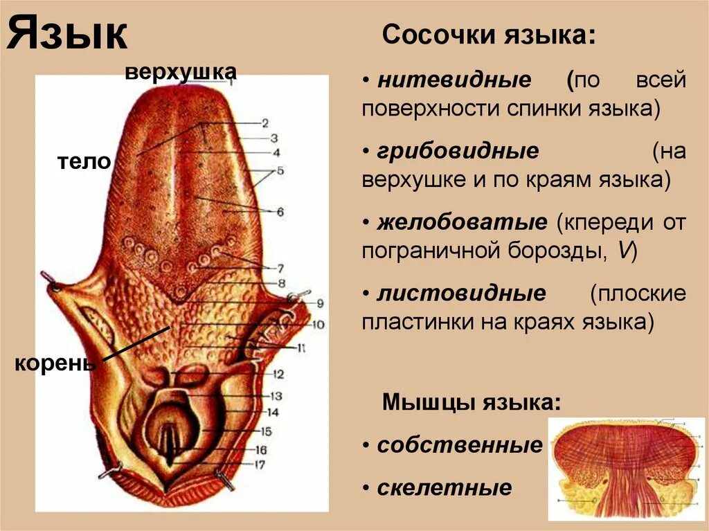 Строение языка снизу схема. Строение языка человека снизу схема с описанием. Строение языка у человека вид сбоку.