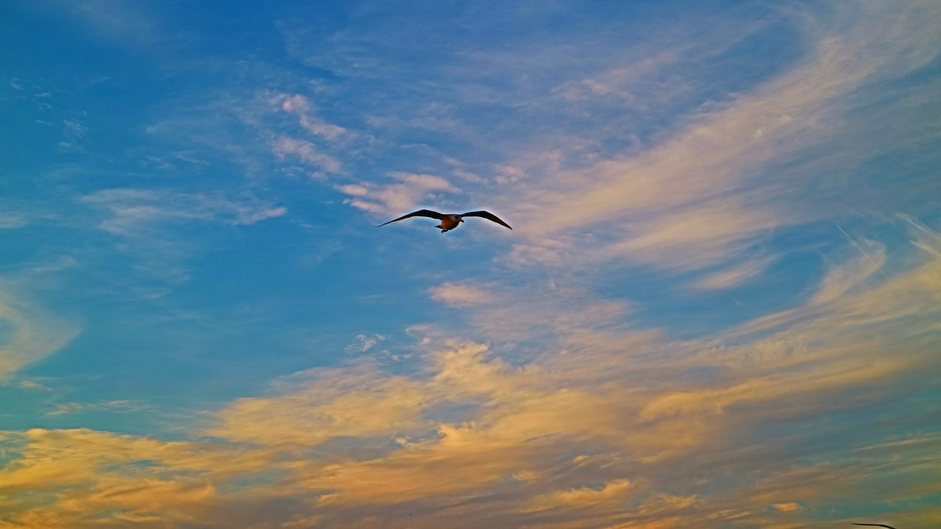 Дни летят за рассветом закат слушать. Птицы в небе. Полёт птиц. Полет птицы в небе. Птица улетает в небо.