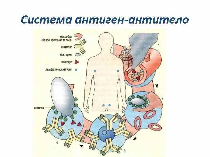 Антигены эритроцитов системы крови. Система антиген антитело. Система антиген антитело. Антигены и антитела системы ав0. Система антиген антитело.
