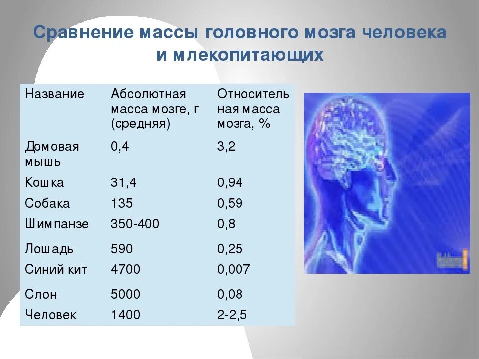 Сколько получает мозгов. Масса мозга современного человека. Абсолютная масса мозга это. Масса головного мозга норма. Средний объем мозга человека.